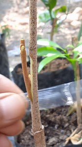 29K views · 382 reactions | Rootstock Grafting Durian Tree | propagation fruit tree by grafting & gardening tips #seedlings #reels #graftingtechniques #foryou | GardeningFruit | Facebook