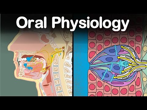 Oral Physiology: Mastication, Gustation, Salivation, Deglutition