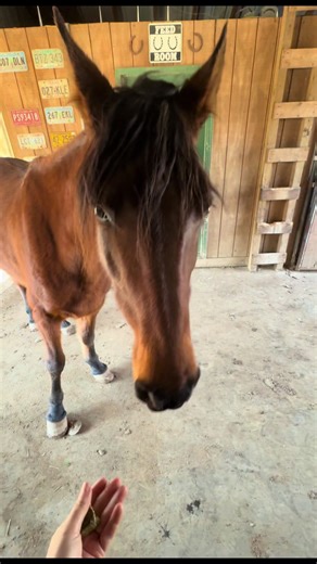 Apogee Performance Horses (@apogeeperformancehorses)’s videos with original sound - Apogee Performance Horses