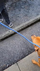 Lots of pups got spayed and neutered today and will be Available for Adoption tomorrow! Come meet them and find yourself a new Valentine!