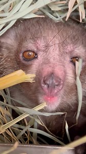 65K views · 4.7K reactions | The aye aye is a very unique primate. Unusual physical characteristics include incisors that are continually growing (unique among primates), extremely large ears, and a middle finger which is skeletal in appearance, and is used by the animal as a primary sensory organ. This great video is brought to you by Great American Insurance Group | Cincinnati Zoo & Botanical Garden | Facebook