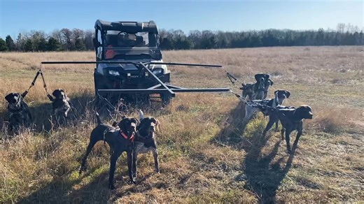 Reinforcing whoa on the roading rig. Whoa is associated with the bird. These dogs are steady to wing and try to go when the bird goes. | Willow Creek Kennels and Hunting
