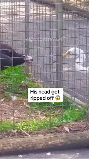 Wedge-tailed Eagle: Australia's Dangerous Predator