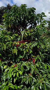 3.3K reactions · 74 shares | Variedad Sydra: un exótico de alta calidad, que destaca por su excepcional capacidad de producción y actualmente aclamada como uno de los ganadores de la Taza de Excelencia en Ecuador  #CaféDeEspecialidad #Sidra #Sydra #CaféEcuador #CaféEnElMundo #SpecialtyCoffee #CaféDeCalidad #specialtycoffee | Lean Coffee Management | Facebook