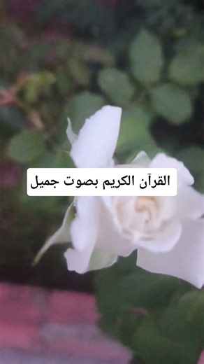 القرآن الكريم بصوت جميل #yasseraldossary #quran #لايك #اكسبلور #quranrecitation