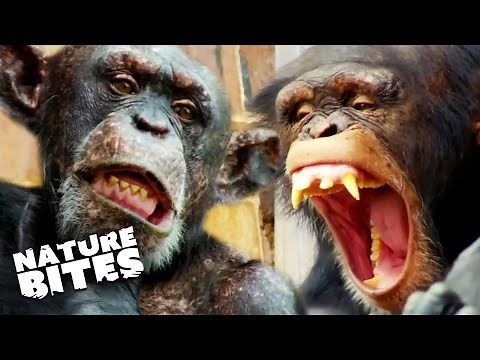 SCARIEST Chimp Attacks | The Secret Life Of the Zoo | Nature Bites