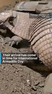 14K views · 1.2K reactions | A Scottish zoo has welcomed the birth of two rare baby armadillos for the first time. https://i.stv.tv/47m7kwV | STV News | Facebook