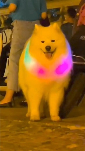 ​He got a glowing rainbow collar! 🌈😳