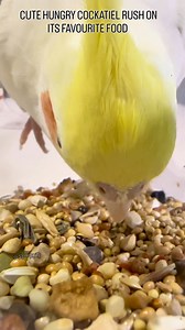 9.1K views · 77 reactions | Feeding cockatiel | Birds Shorts | Facebook