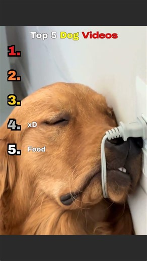 Dogs Doing Things They Shouldn't #Funny #Doggo
