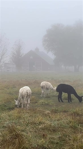 1.1K views · 111 reactions | Spooky fog on this Halloween morning! | Old Homestead Alpacas | Facebook