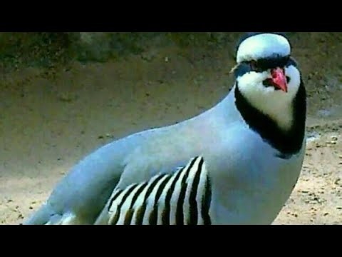 Chakor sound Mesmerizing Chukar Partridge Calls | Real Wild Chukar Sound 2026