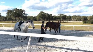 13K views · 580 reactions | Enjoying the Parelli Demo at Goldmark Farm this afternoon | Parelli Natural Horsemanship | Facebook