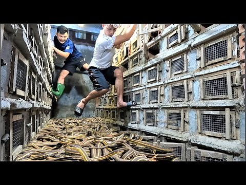 Cobra farmer's dumbfounded moment - Thousands of cobras escaped from their cages.