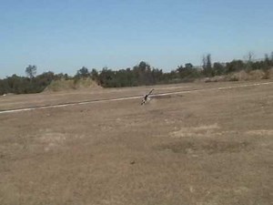 Bert Kammerer - T-Rex 250 with Align GP-750 Gyro