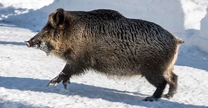 ‘Wanted’ wild pig evades capture in southwestern Manitoba for months, campaign says
