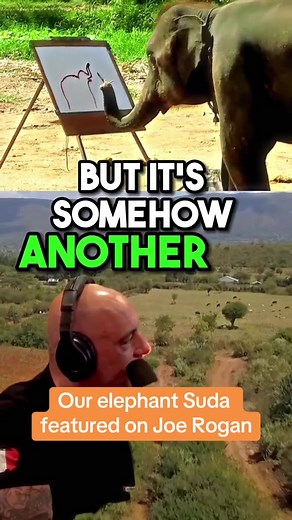 Joe Rogan: Can Elephants Really Paint? - Suda the Elephant