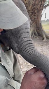 2.4K views · 14K reactions | Trunks are tricky!  Watching Joy figure out how to use hers has been hilarious. KT is patiently showing her the ropes, and we’re here for all the adorable fails and triumphs.  We need your help to give Joy the 24/7 care she needs. Please consider Fostering Joy today at the link in our bio! #TrunkLessons #WelcomeJoy #ElephantHavens | Elephant Havens Wildlife Foundation | Facebook