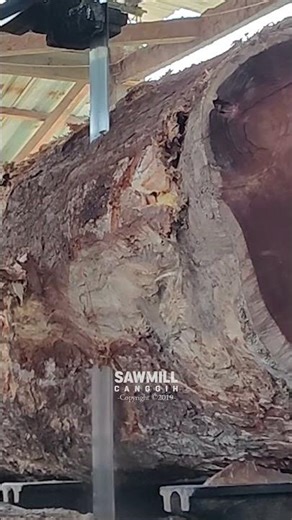 Inside a $100K Exotic Wood Cut #liveedge #wood #monkeypod