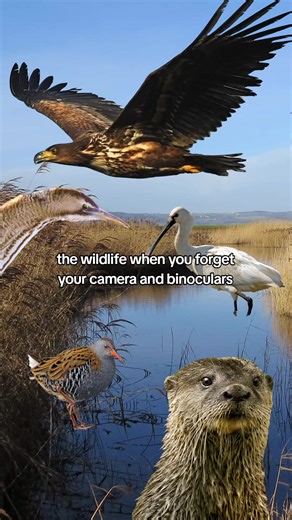 Where’d everybody go? 👀 You may not always be able to see the wildlife around us, but it’s there. And there’s so much wildlife starting to show up as the days get longer and the sun starts to wake everything up. #WorldWildlifeDay #Wetlands #Birds [Video description: a static image of a wetland reedbed in the sunshine. Cutout animated images of various elusive wetland species, including white-tailed eagle, bittern, water rail and spoonbill, all appear and move across the screen with text that re