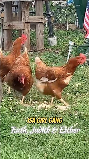 Our ISA Brown Girl Gang #backyardchickens