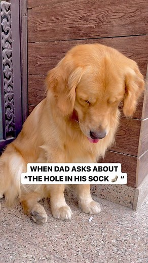 MAX & BUBBLES KALRA🐾 | Phir bhi dubara karunga🐶 Nazar hati, Durghatna ghati👅 | Instagram