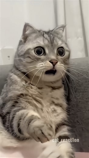 Cat Reaction😂❤️ . . #meme #funny #scoobyreacts #catreaction #cat #explore #laugh#reels #trending | Cat React1on