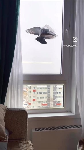 #funny #fun #china #usa