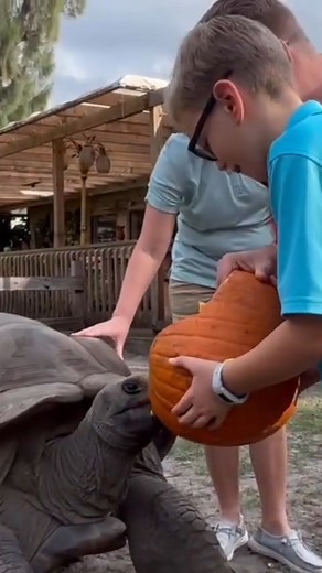 It's always a pleasure to have visitors enjoy their time at the farm while feeding our gentle giants, especially when it's pumpkin season! | Florida Iguana and Tortoise Breeders