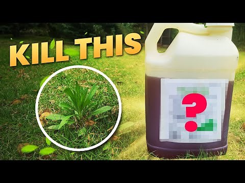 Kill Weeds FAST and CHEAP with This Herbicide