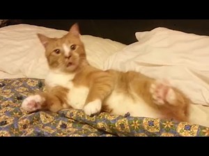 15 Ridiculously Cute Pet Sneezes