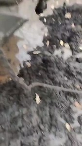 Russian BMP crew corpses