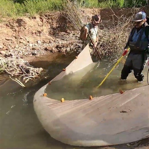 Using a seine and a shocker to catch fish