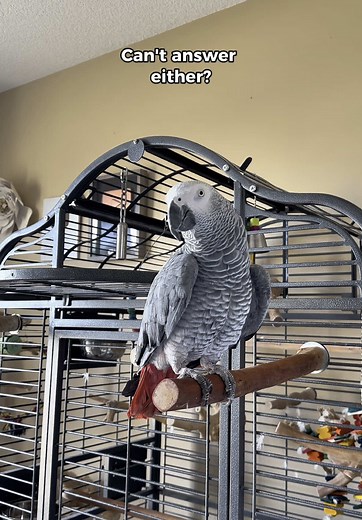 Funny Parrots Showing Their Sassy Personalities