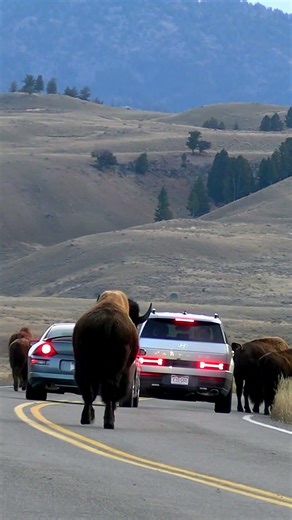 Bison Jam - Yellowstone National Park