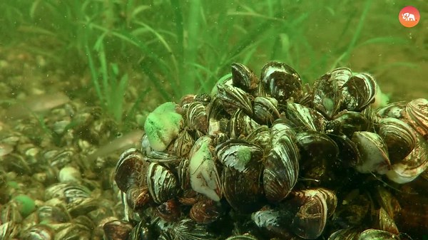 10 Invasive Animals Taking Over the U.S.!