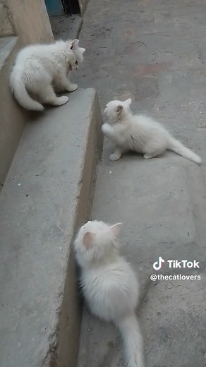 The cats lover on TikTok