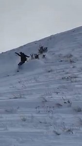 351K views · 1.1K reactions | Snowboarder-loving goats! Watch as the powder goats want to play "stacks on" when he falls over.  #powdergoats #snowboarding VC: @marcwarnke https://packgoats.com via @riyets #powder Music: https://www.youtube.com/watch?v=DRIPbwNVmnE | www.powderhounds.com | Facebook