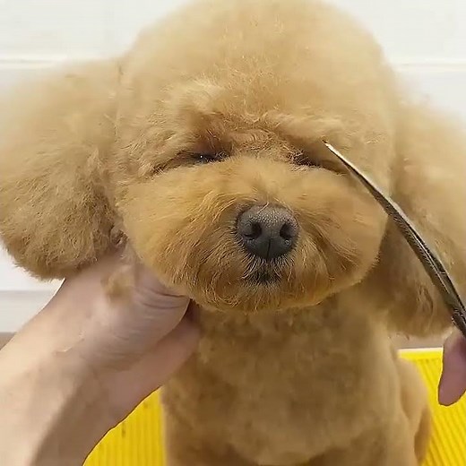 How to Achieve Perfect Curves with Hybrid Curved Scissors! 🐩✂️