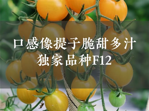 口感像提子脆甜多汁🍅独家品种F12