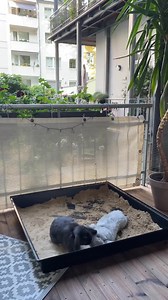 117K views · 3.4K reactions | They see me rolling .... into the weekend!!  _______________________________________  Join the Happy Bunny Club today for tasty treats and fun toys especially for rabbits. Read our page for more info.  IG: Bunny___bunny___  | Happy Bunny Club | Facebook