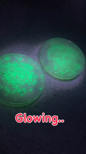 Rishworth Science on Instagram: "Glowing bacteria. This was a successful bacterial transformation with the bacteria glowing under UV light. Lots of applications in real life but practicals like this allow students to see how vital science actually is and lets them experience some cutting edge work. #glow #light #biology #new #rishworthschool"