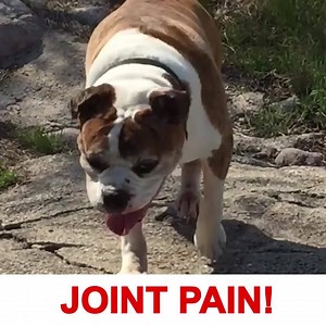 "I couldn't believe how huge the difference was in my dogs mood" 😲😲 Mighty Munch Hip & Joint Chews helped 16 year old Buddy regain his mobility with one daily chew. Shop today and see how much of a difference they can make to your dog in as little as 4 weeks👍️ 👍️ ➡️ https://shop.mightymunch.com/pages/hip-joint-soft-chews | Mighty Munch