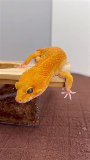 22K views · 571 reactions | Not all leopard geckos at the shop are healthy. Watch out for thin tails, wobbly walks, or soft limbs—these are red flags for poor diet or MBD. A healthy gecko has a balanced tail, steady movement, and bright, curious eyes. Want my free checklist for picking the right one? Comment “Leopard Gecko” on IG and I’ll send it to you. | Geckopia | Facebook