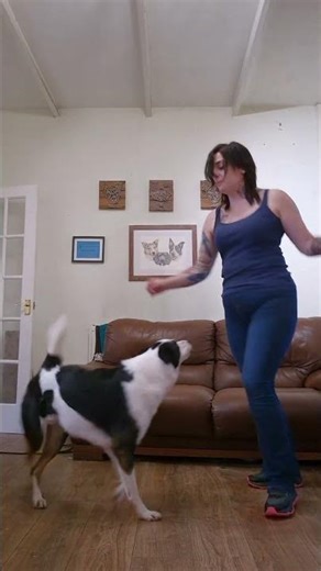 Dog dancing with Bruno! ❤️ #htm #heelworktomusic #dogdancing #bordercollie
