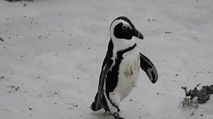 Cute African Penguin Cape Penguin Walking Stock Footage Video (100% Royalty-free) 3601761443 | Shutterstock