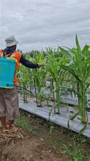 The process of installing plastic mulch in the garden -Agriculture farming #shorts