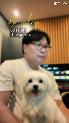 Maltese Dog Adventures You Can't Miss