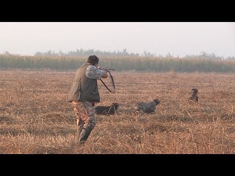 Lov na prepelice - Secanj