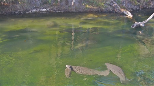 We caught this cute clip on our webcam at Blue Spring State Park - a little calf is apparently trying out different mothers to nurse from! Our research team is keeping a close eye on all calves to make sure any potential orphans are closely monitored. | Save the Manatee Club